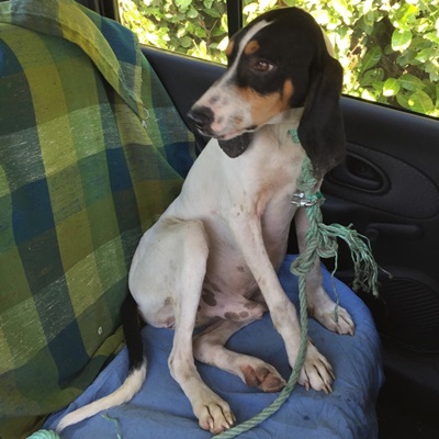 BANJO -  courant  4ans (4 ans de refuge)   Refuge de l'Espoir à Arthaz (74) Banjo2016