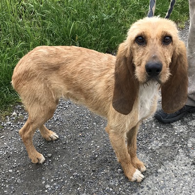 BRIGIT - x griffon fauve bretagne 1 an - ACPA à Saint Gaudens (31) Brigit2019