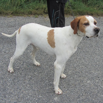 LINO - braque ? pointer ? blanc/roux  5 ans (4 ans de refuge)- ACPA à Saint Gaudens (31) Lino20162