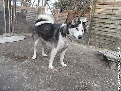 NANOOK, croisée husky/malamute, 4 ans 1/2 REF (31) ADOPTEE Nanook