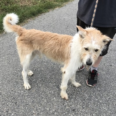 NEON - x griffon 6 ans (5 ans de refuge)  ACPA à Saint Gaudens (31) Neon2017