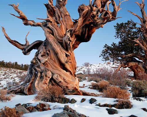 CEDAR BREAKS NATIONAL MONUMENT Arbre_mathusalem_2