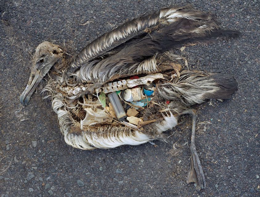 sans commentaire Midway_albatros_pollution_plastique_1