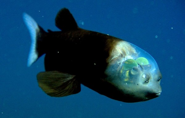 *****ات نادرة سبحان الله Animaux_rares_barreleye_fish-600x384