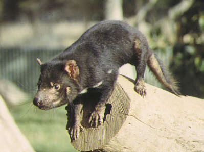 Ugroene vrste 203-tasmanian-devil