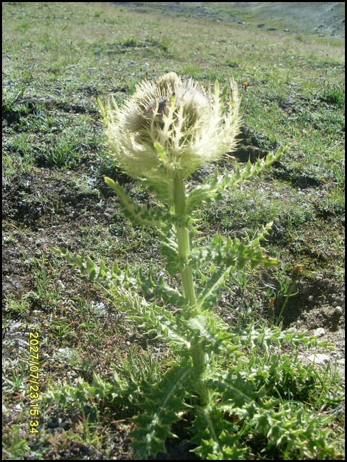 La flore en Haute Tarentaise - Page 2 Gallery_6029_4003_376999