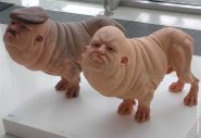 The Transhumanist Freakshow Art of Patricia Piccinini  00006e6e_medium