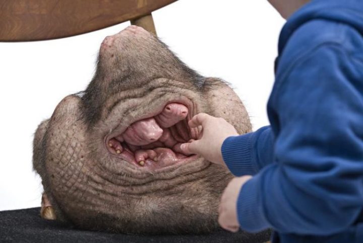 The Transhumanist Freakshow Art of Patricia Piccinini  4c0aa5870f-720x483