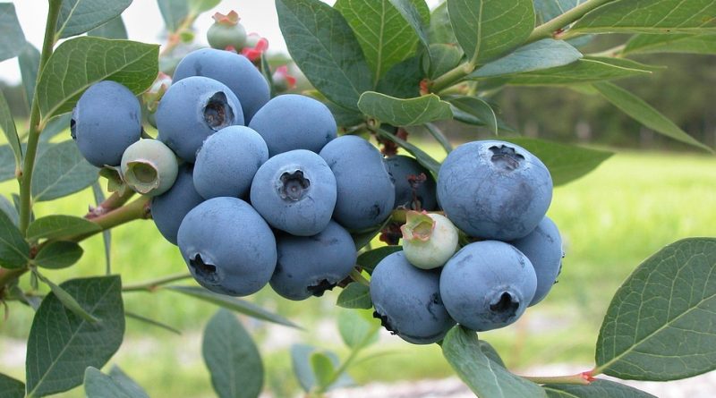  Research: Radiotherapy Causes Cancer, Blueberry Kills It  Blueberries-1813420_960_720-800x445