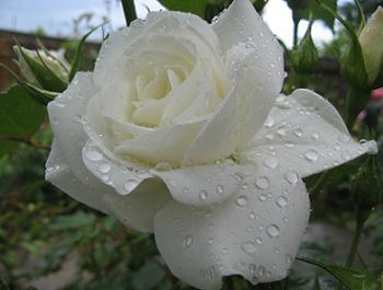 Florile placere pentru ochi si suflet I - Pagina 19 Amenajare_gradina_trandafir_alb