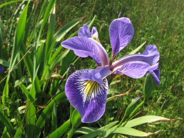 Les plantes aquatiques Iris_versicolor_2
