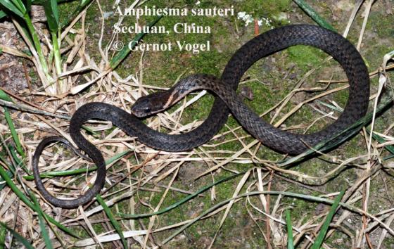 Identification d'un serpent. Hebius-sauteri-03000038604_01