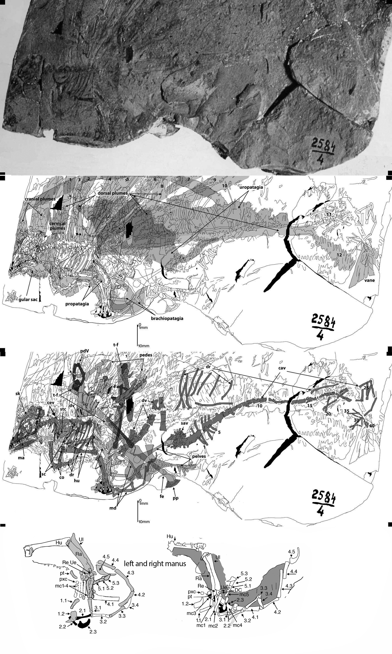 Paleofails Longisquama72-24