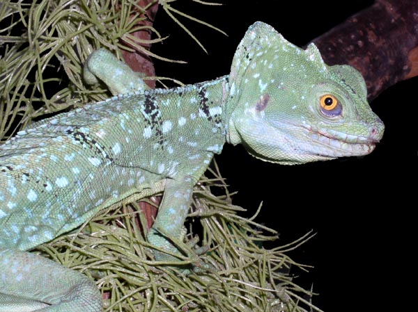 BASILIC VERT - Basiliscus Plumifrons 6