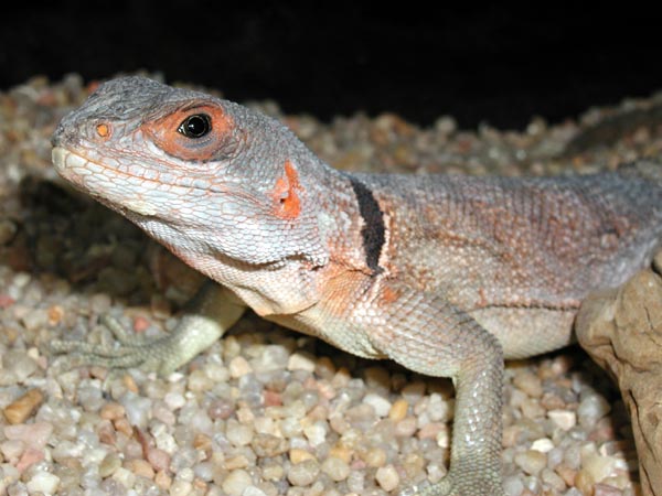 IGUANE A QUEUE EPINEUSE DU MADAGASCAR - Oplurus 2