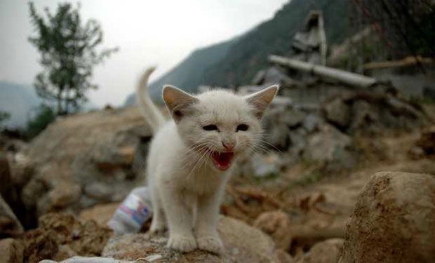 POR QUE LOS ANIMALES PRESIENTEN TERREMOTOS Gato-enfadado