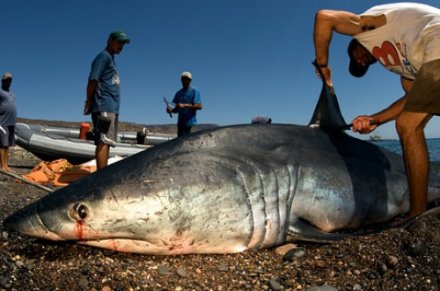 Stop au commerce d'ailerons de requins! Ailerons4