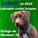 LASKO - x braque 7 ans - (4 ans de refuge) Refuge du Mordant à Toul (54) Avatar79659_20