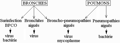 respiratoires - Infections respiratoires basses (IRB) PNPTCibles