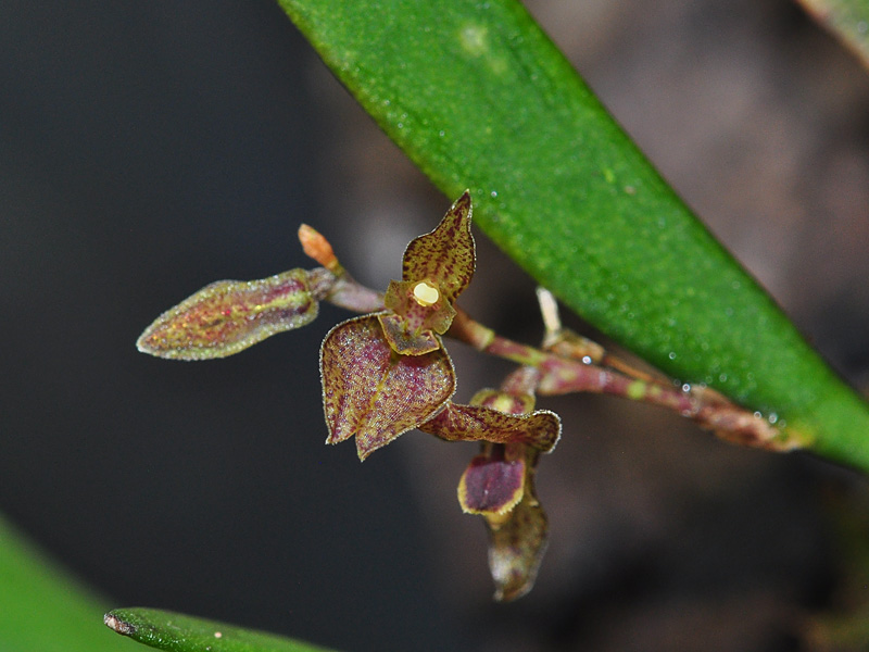 Miniatur-Orchideen Teil 5 - Seite 39 Pleurobotrium_crepinianum