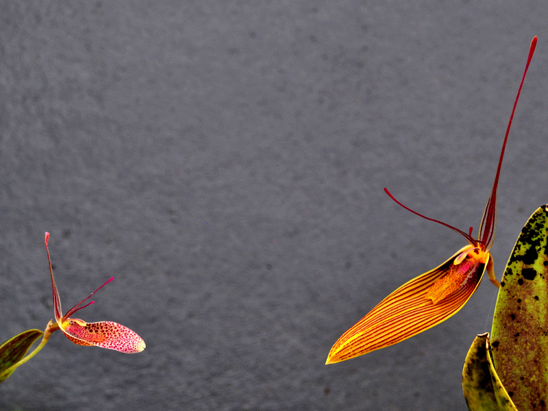 Miniatur-Orchideen Teil 6 - Seite 7 Elegans_antennifera