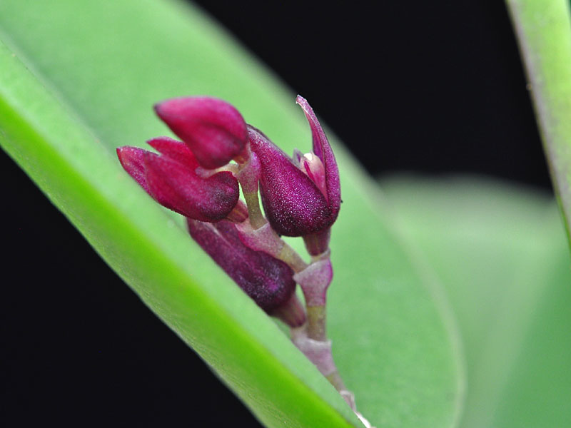 Miniatur-Orchideen Teil 6 - Seite 7 Hamosa