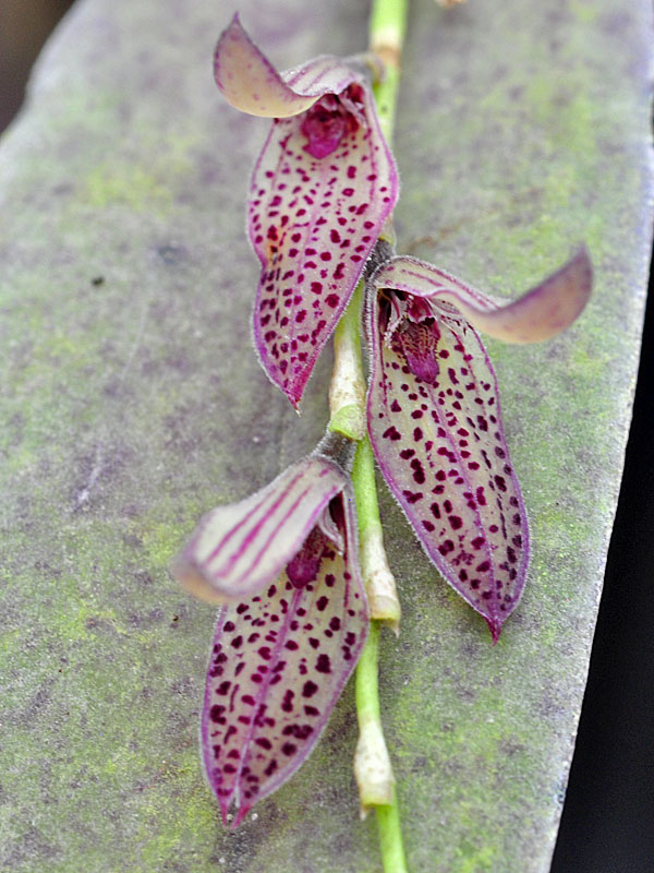Miniatur-Orchideen Teil 5 - Seite 43 Pths_pubescens_200919