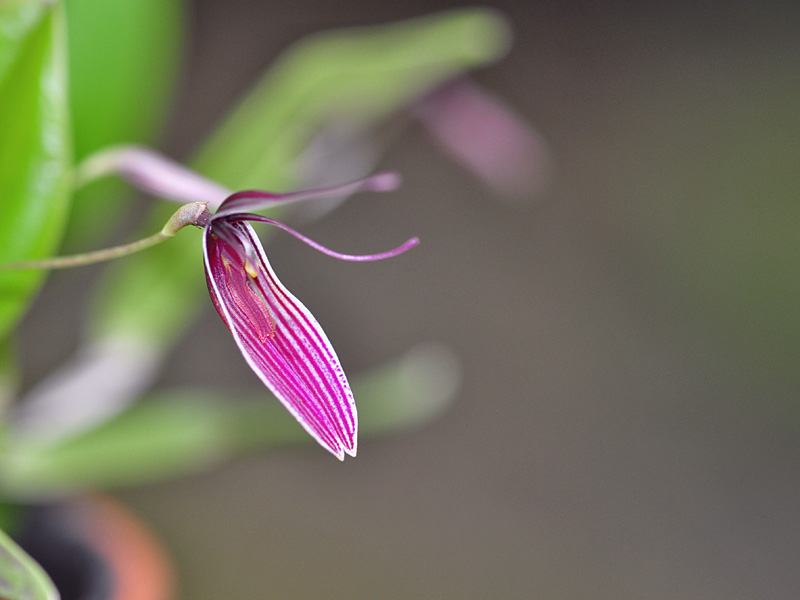 Miniatur-Orchideen Teil 5 - Seite 38 Purpurea