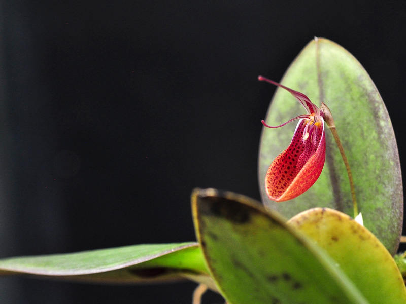 Miniatur-Orchideen Teil 5 - Seite 38 Web-cymbula2020