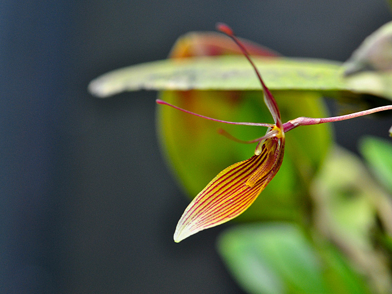 Miniatur-Orchideen Teil 5 - Seite 38 Web-trichoglossa