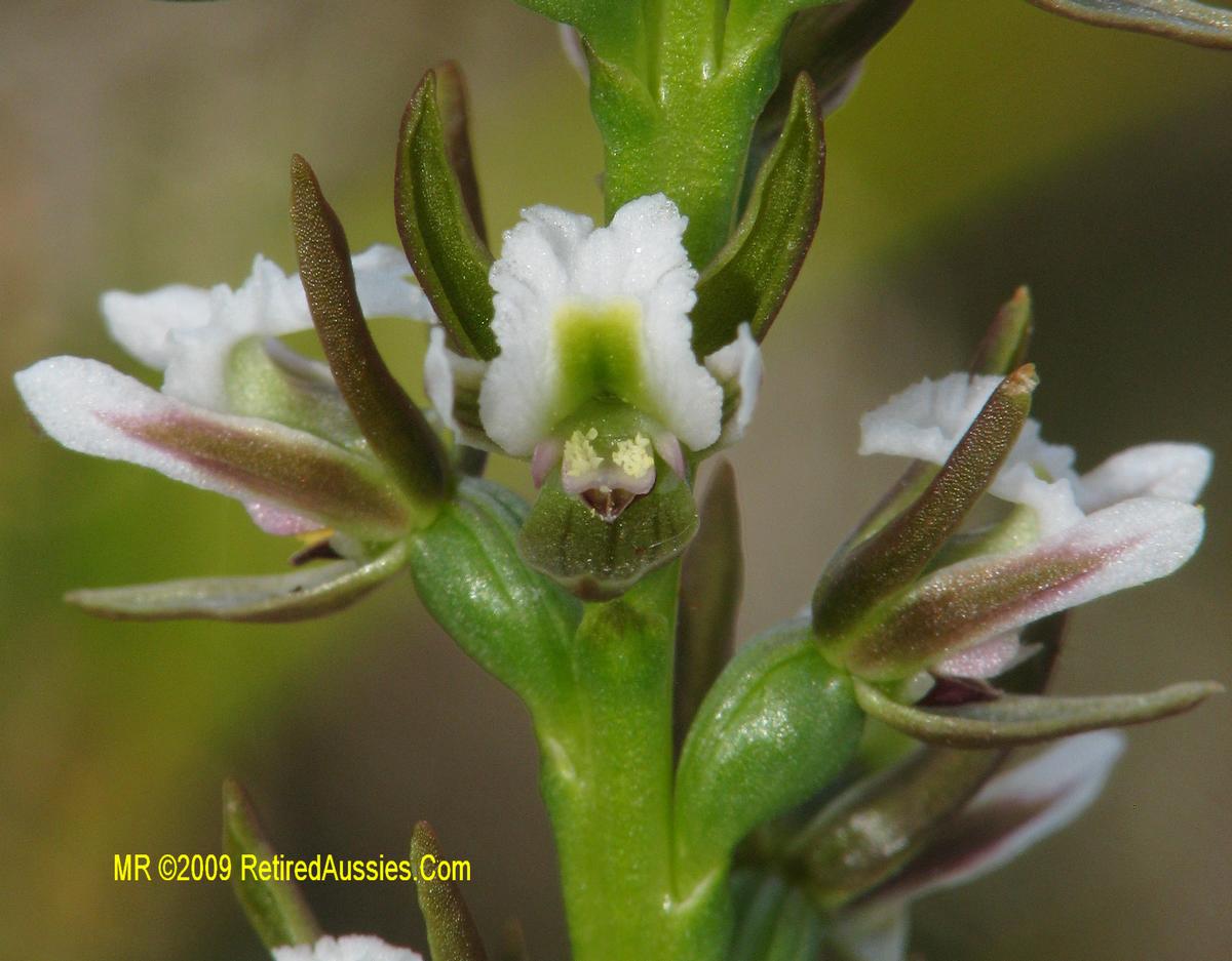 Checklist des orchidées terrestres d'Australie - Page 2 Prasophyllum%20apoxychilum%20Tapered%20Leek%20Orchid%20IMG_2944