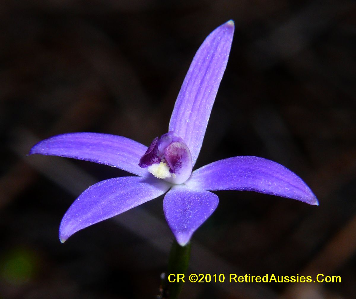 Checklist des orchidées terrestres d'Australie Cyanicula%20amplexans%20%20P1880397