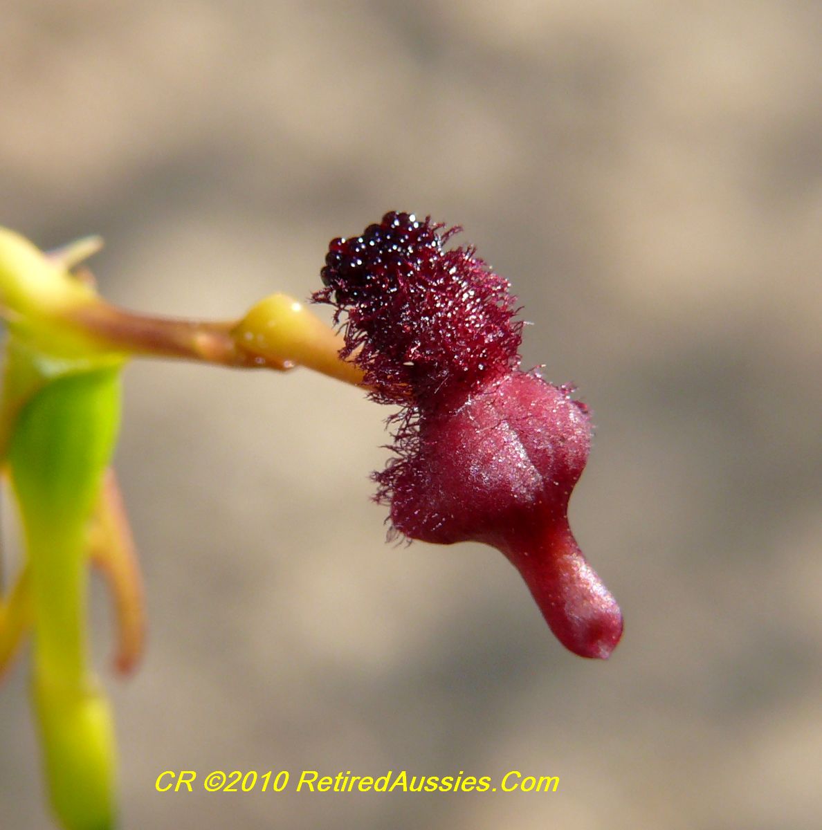 Checklist des orchidées terrestres d'Australie - Page 2 Drakaea%20concolor%20Kneeling%20Hammer%20Orchid%20P1970850