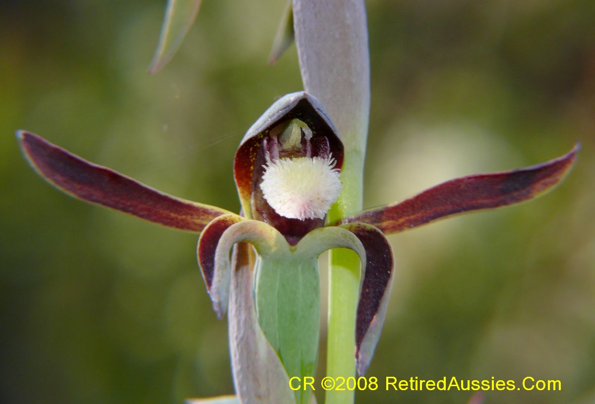 Checklist des orchidées terrestres d'Australie - Page 2 Lyperanthus%20serratus%20Rattle%20Beaks%20P1480604