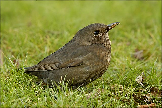 Welches Tier bin ich? RundeInfoVoegelAmsel01