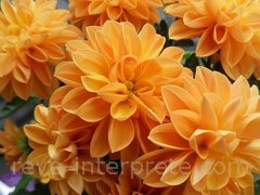 Rêve du 22/03/2017 - Deuil Chrysantheme