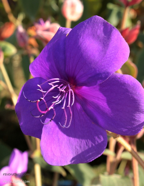 Fleur de Martine du 3 mai trouvée par Blucat Tibouchina_urvilleana_2-me