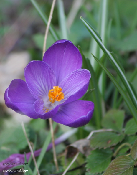 Fleur de Martine du 3 mai trouvée par Blucat Crocus-me