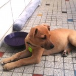 LINK chiot croisé akita   ADOPTER  20150521_120856-150x150