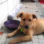 LINK chiot croisé akita   ADOPTER  20150521_120934-150x150