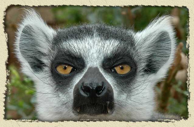 Statement and proposition re: my signatures Ringtail-lemur-face-bg