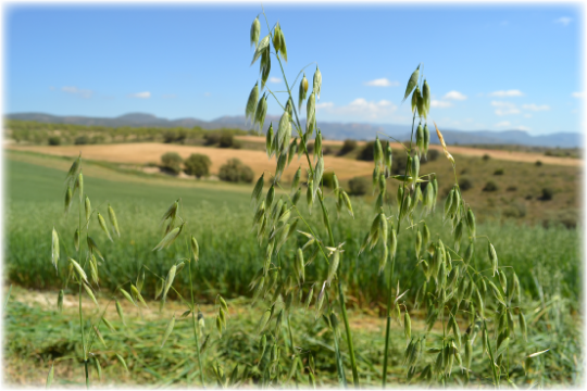 Heno de Avena para las épocas de muda (Primavera y Otoño) Heno-de-avena1-540x360