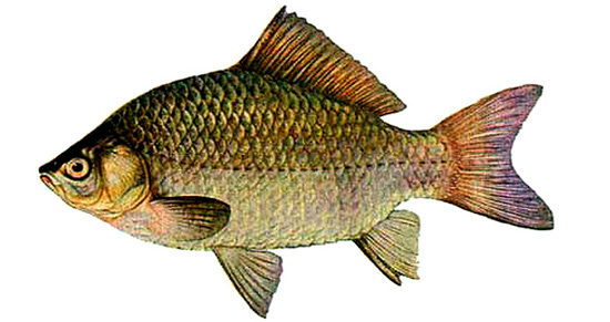 Babuška (Carassius auratus gibelio) Babuska