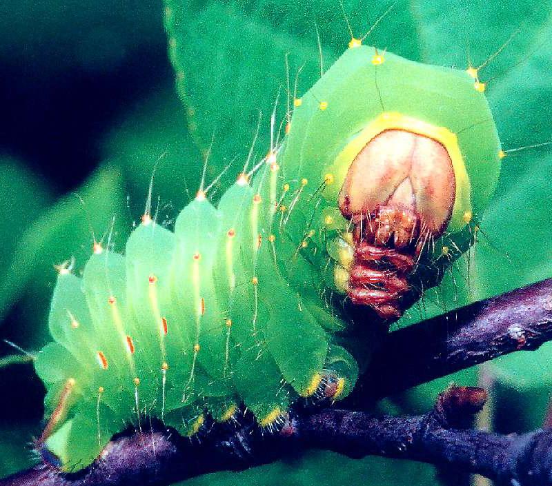 Dillon The Keeper Of Time PolyphemusMothCaterpillar