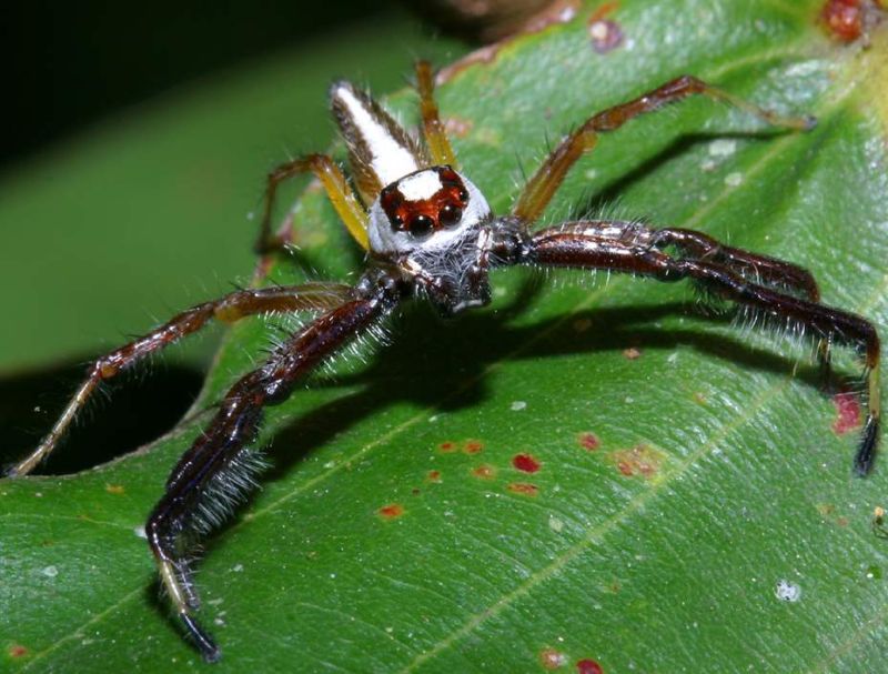 Arañas de Vietnam TwoStripedJumpingSpider