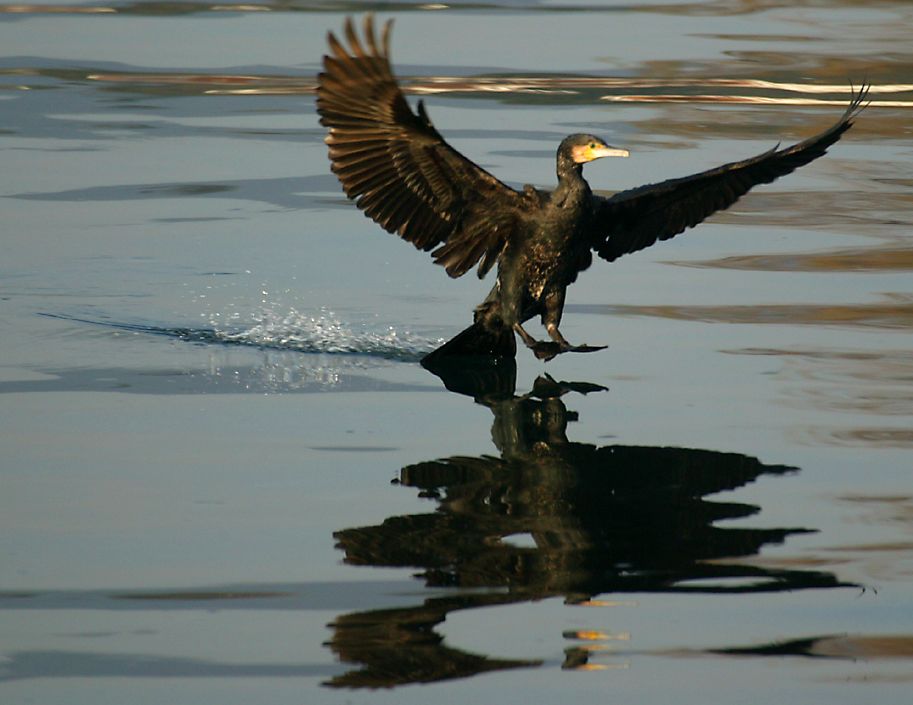 Фотография CormorantLandingOnTheBosporus