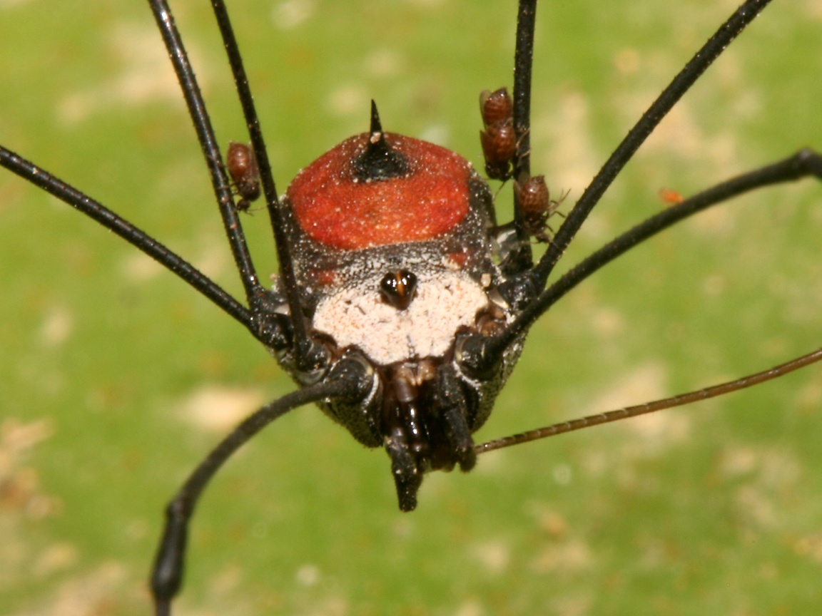 I like BUGS! FliesEatingHarvestmanEatingCricket