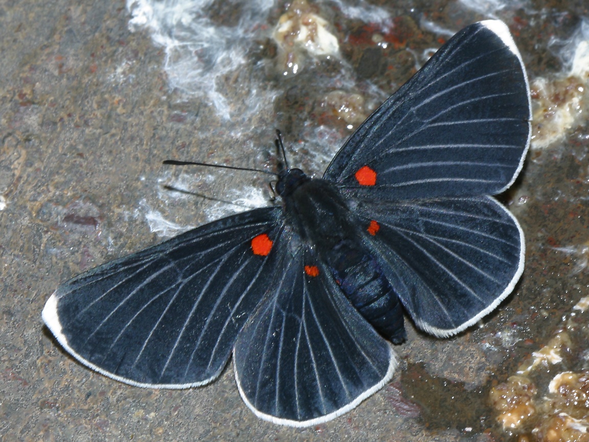 I like BUGS! UnidentifiedTaxcoButterfly