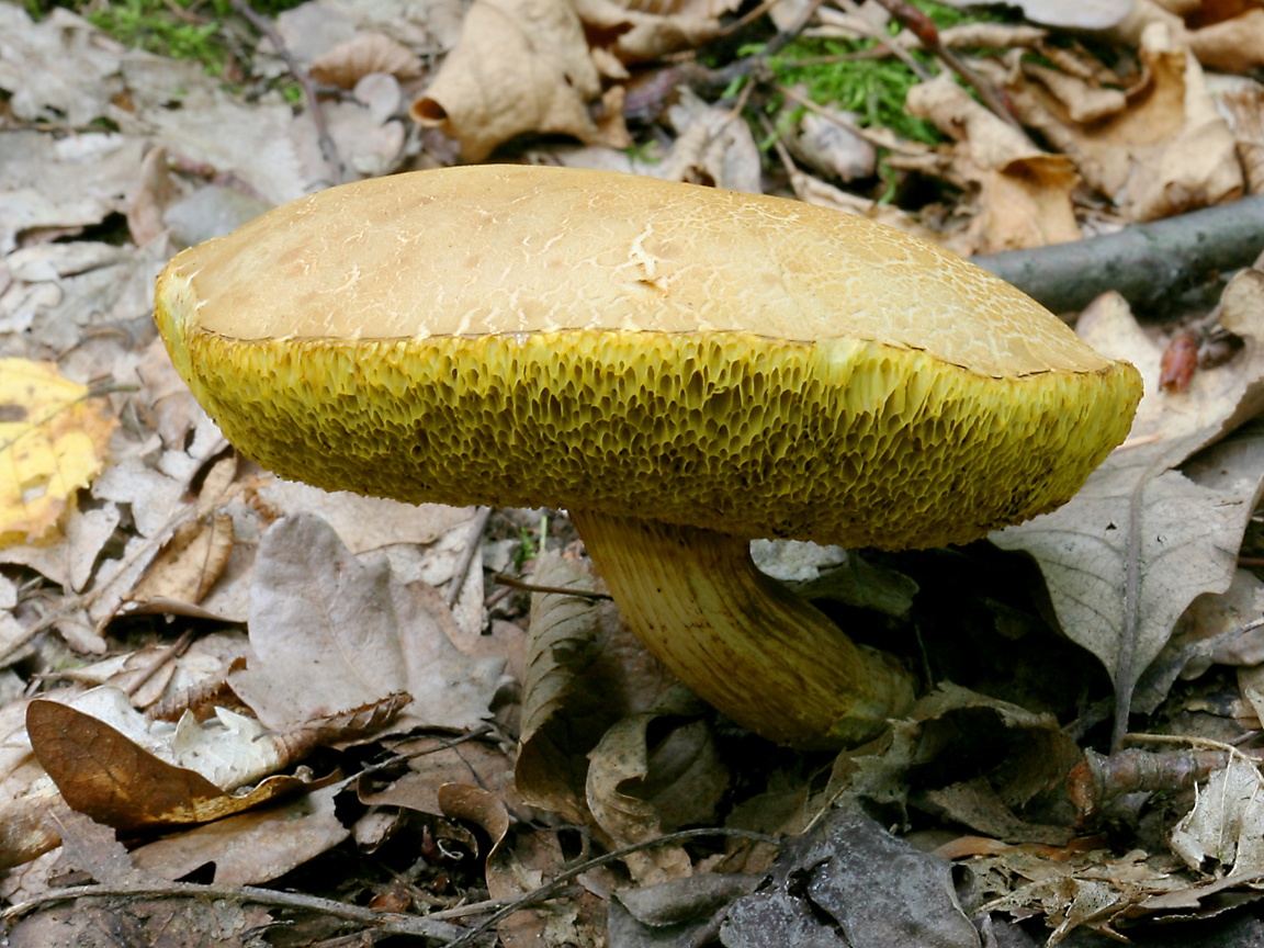 Terrain Fodder CzechBolete