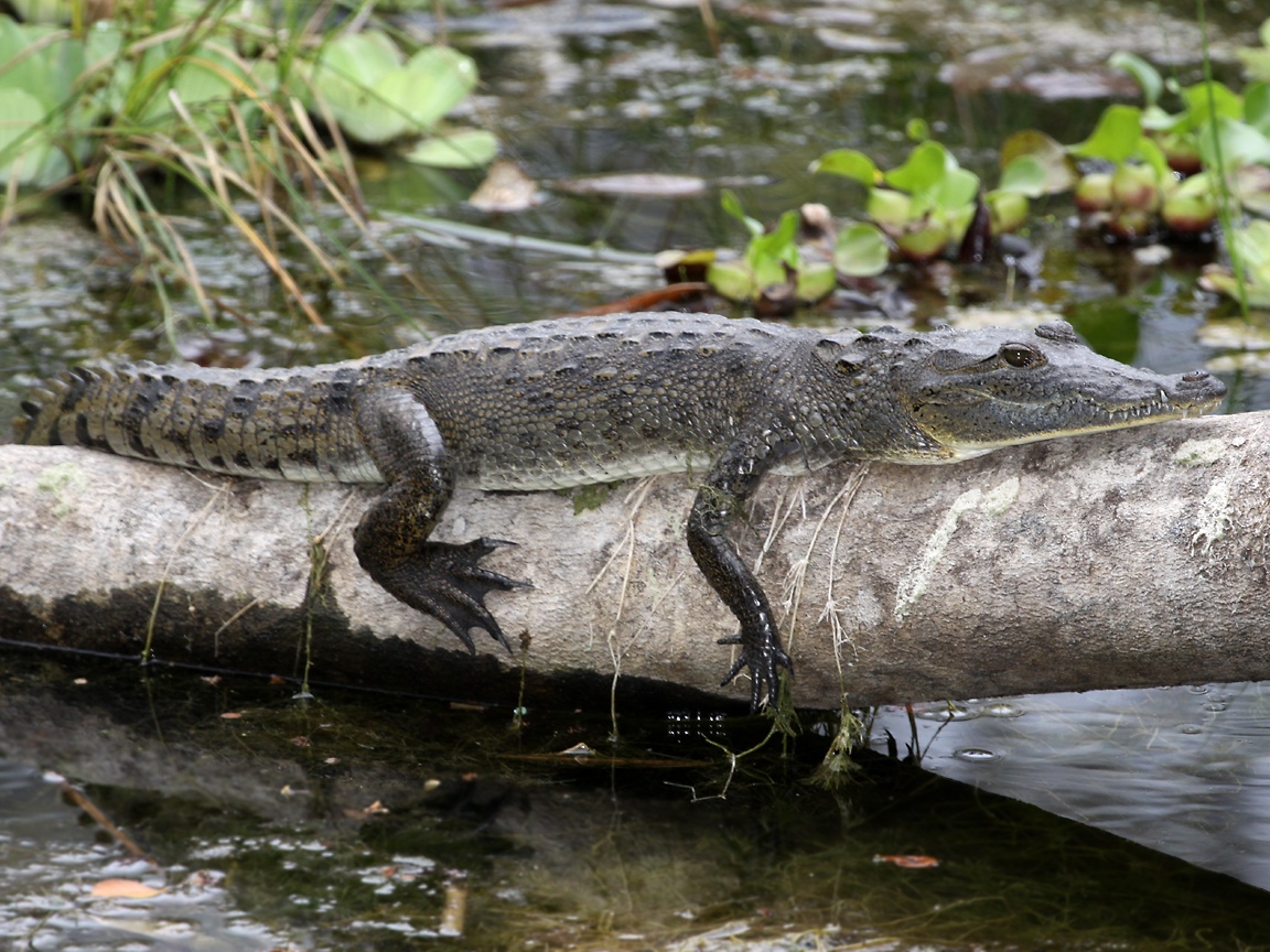 ficha crocodylus moreletii BaskingMoreletsCrocodile09